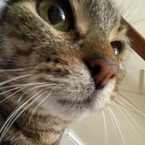 Meet your Posher, Stella